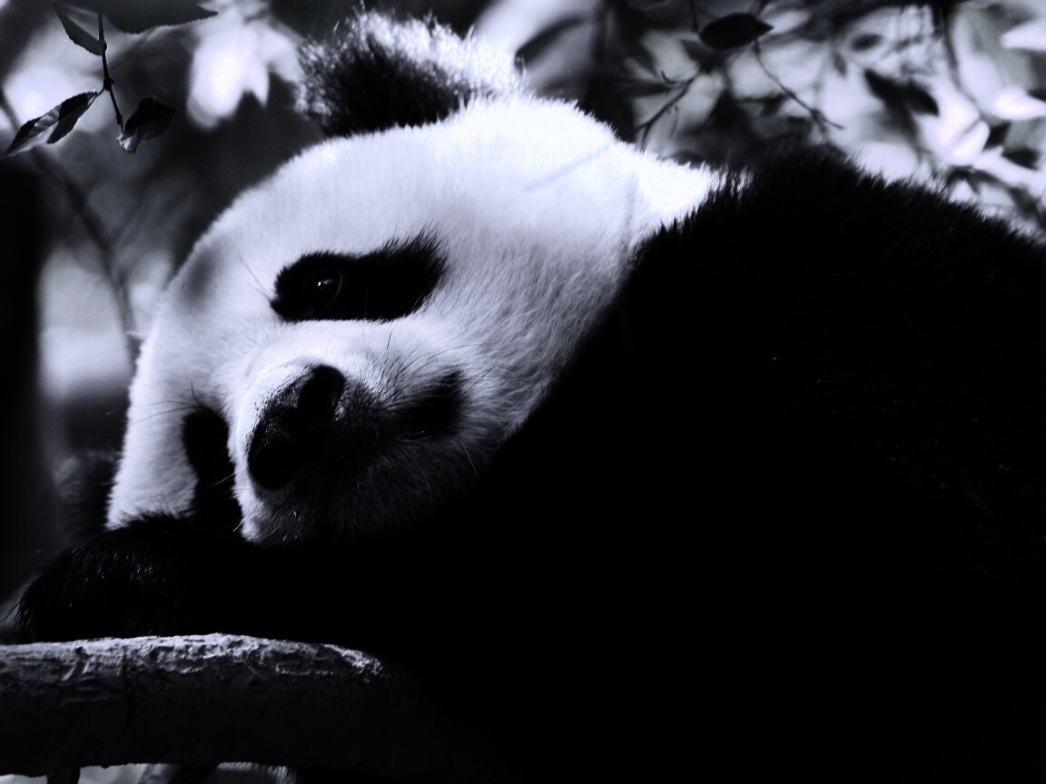 Грустный панда обои