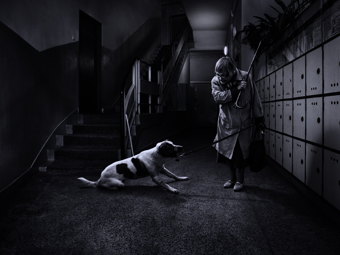 Непослушная собака обои