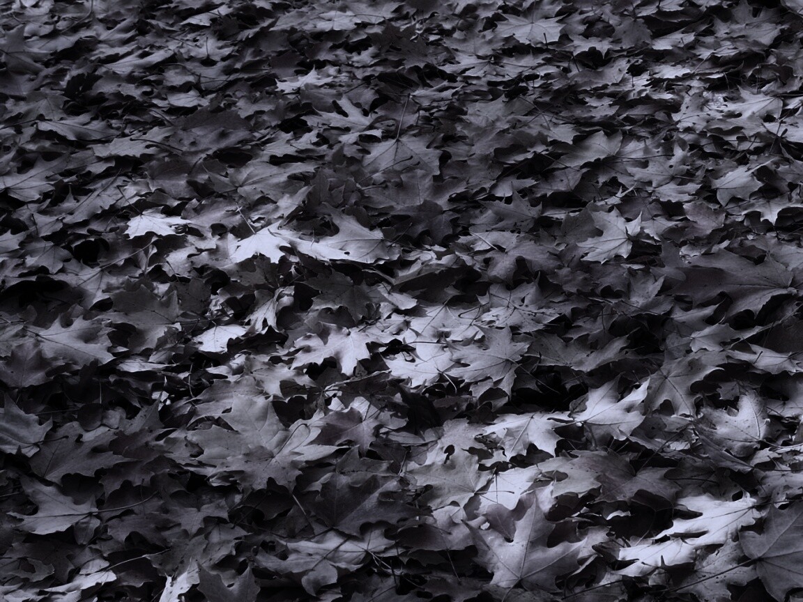 Листья клена обои