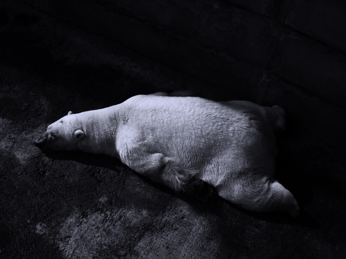 Мы можем их спасти обои