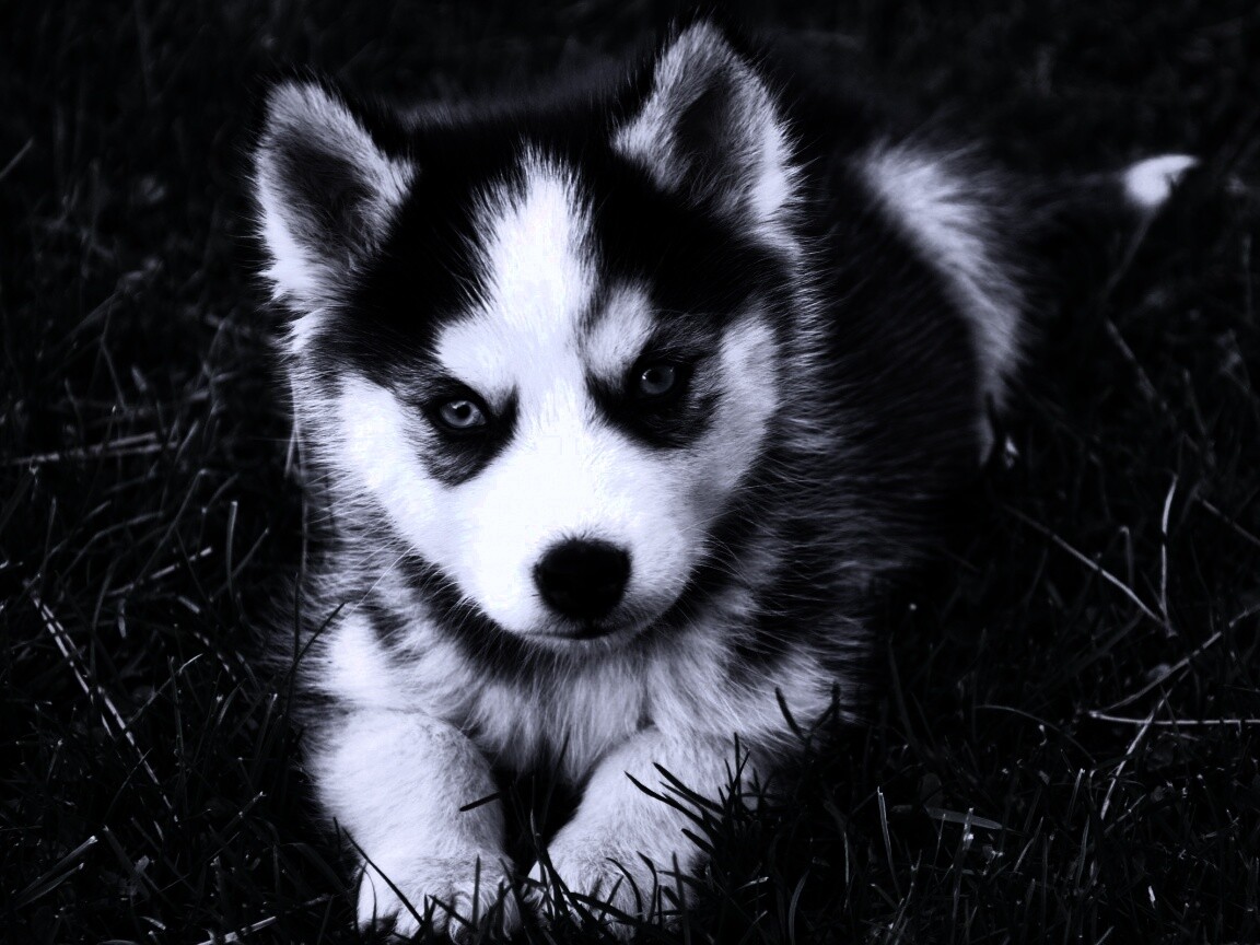 Голубоглазый щенок хаски обои