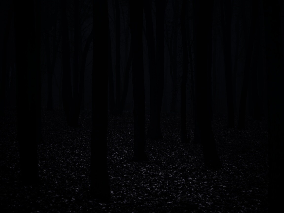 Таинственный лес обои