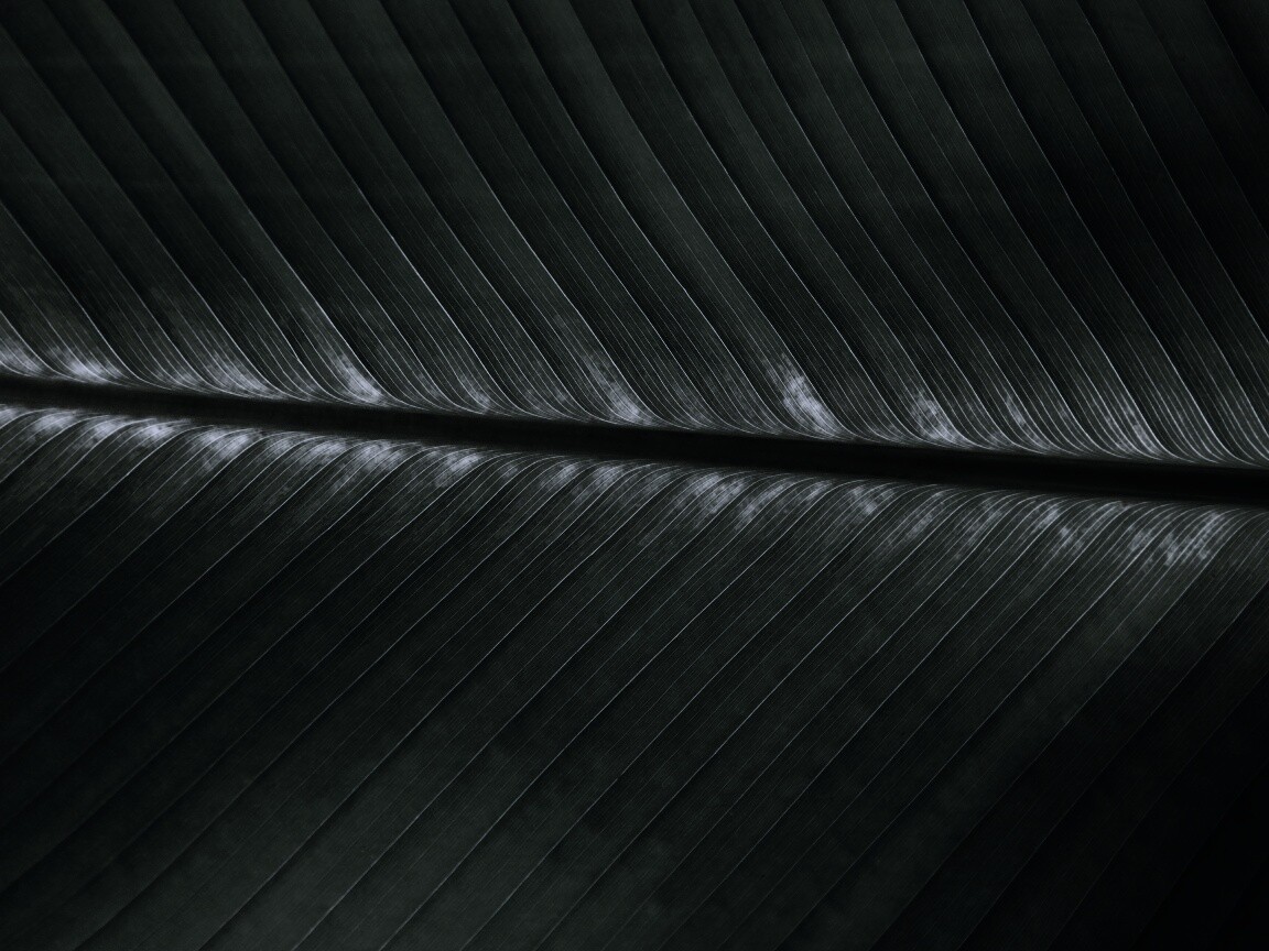 Пальмовый лист на солнце обои