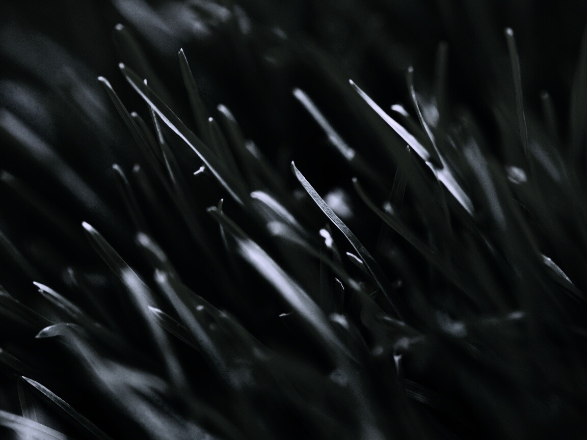 Зеленая свежая трава обои