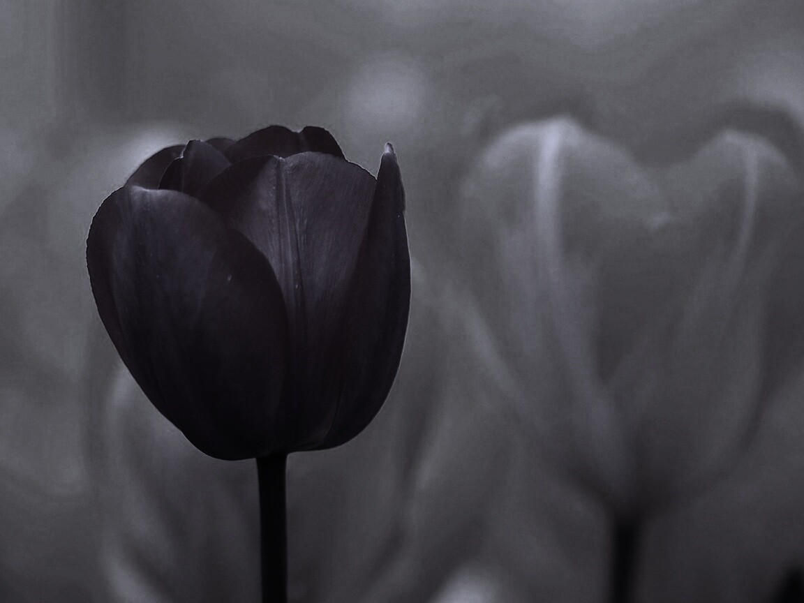 Красный тюльпан обои