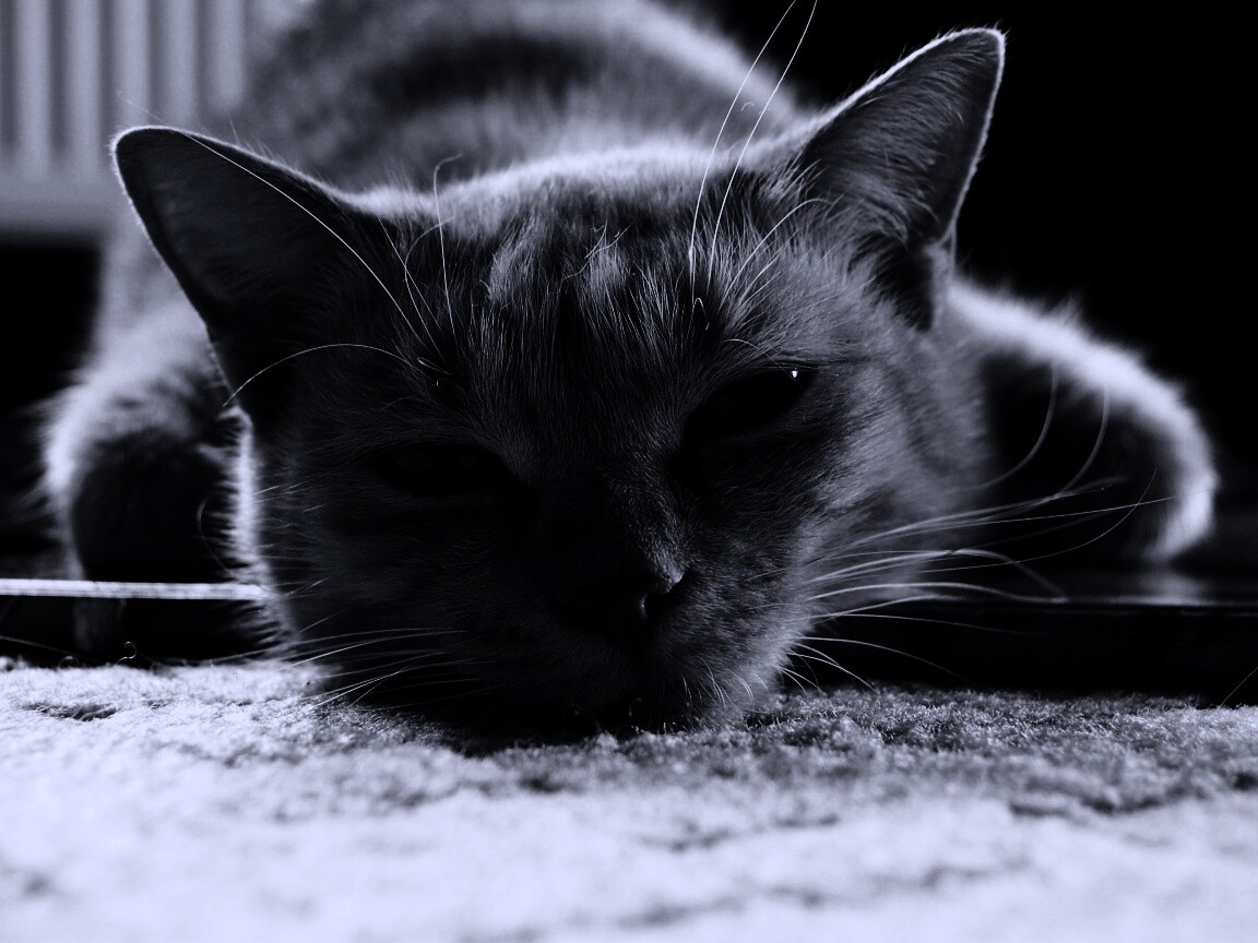 Кошара обои