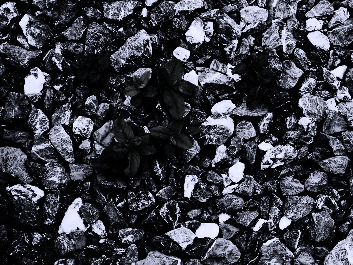 Цветы среди камней обои