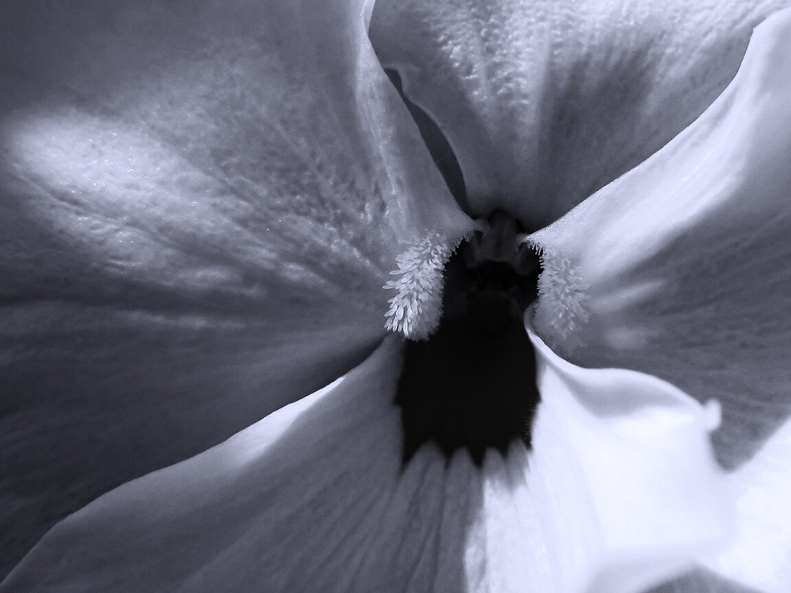 Ложе цветка обои