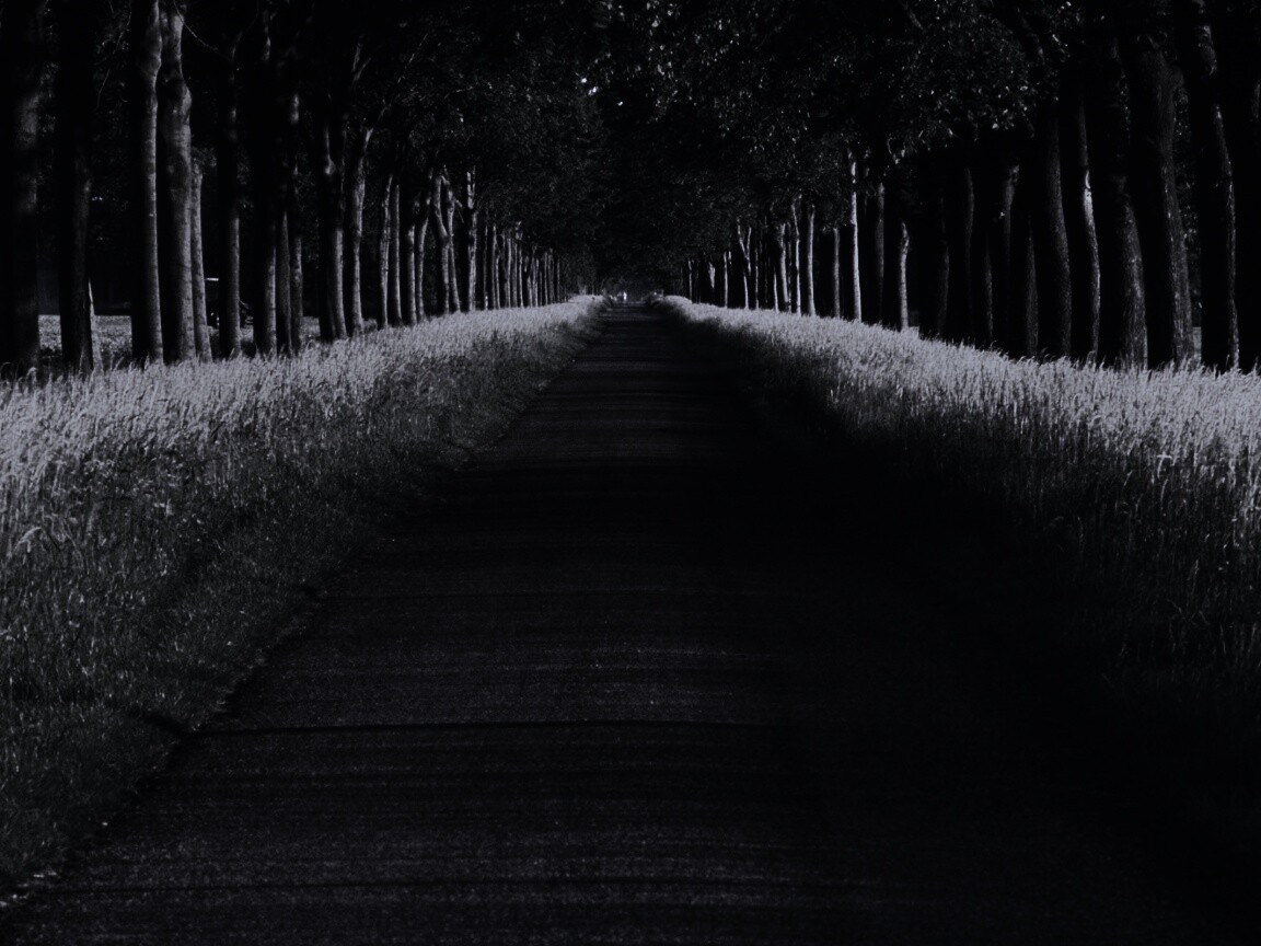 Живописная аллея обои