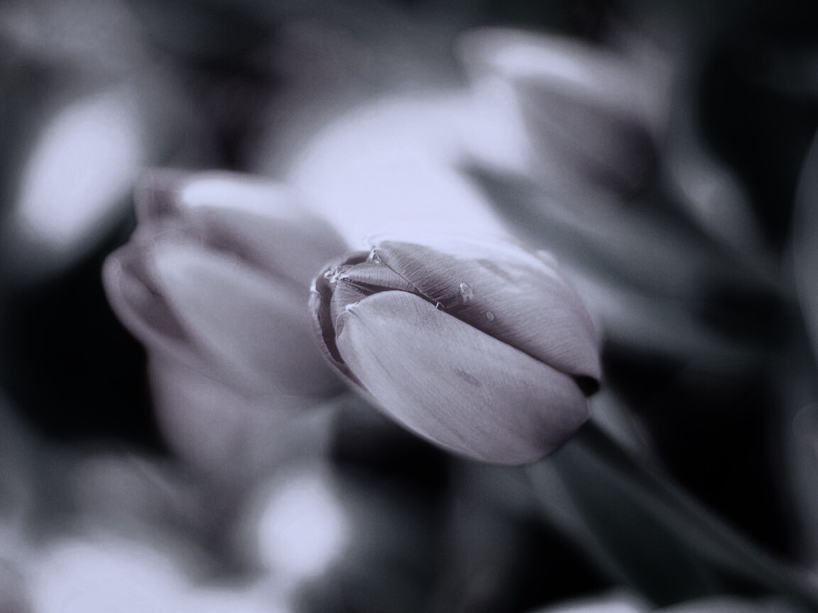 Красивый тюльпан обои