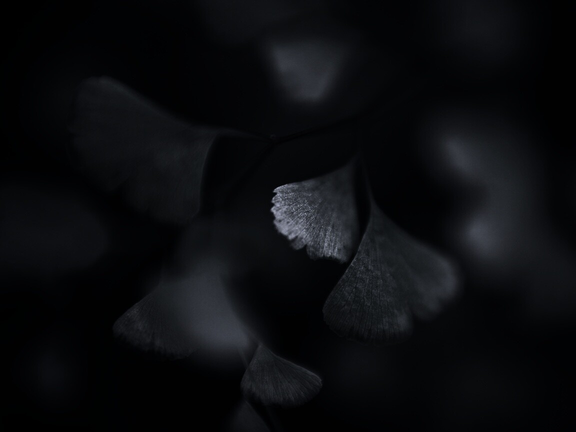 Дикие зеленые листья обои