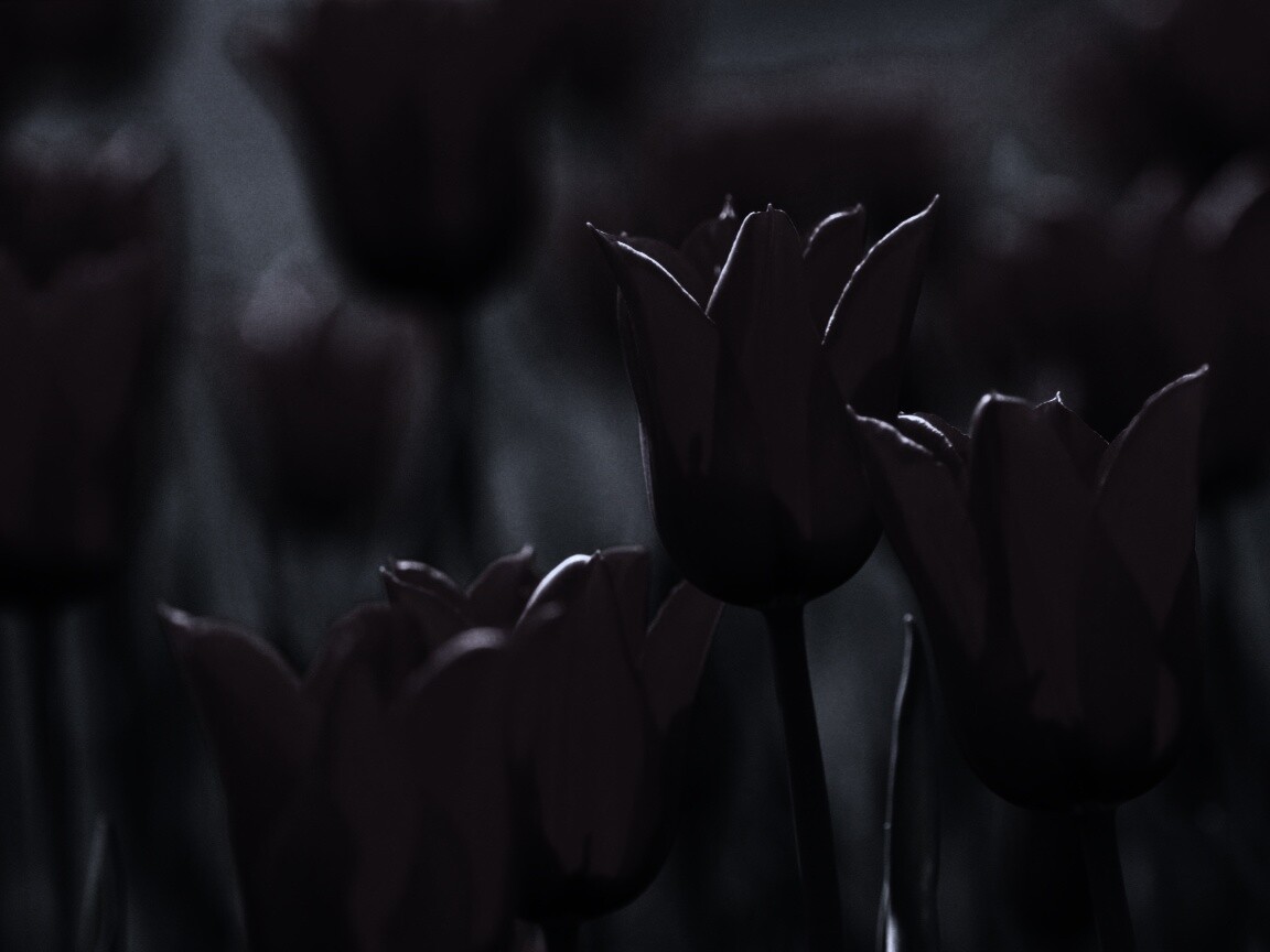 Красные цветы обои