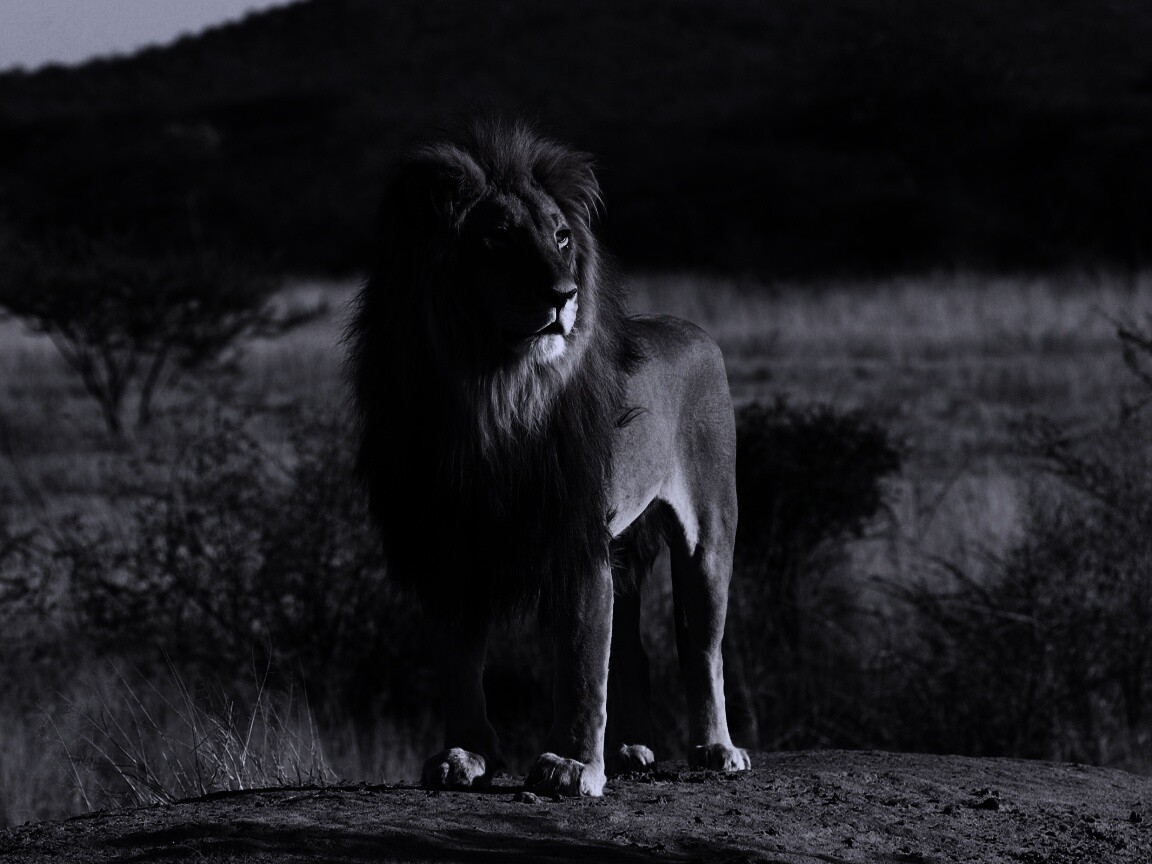 Царь зверей обои