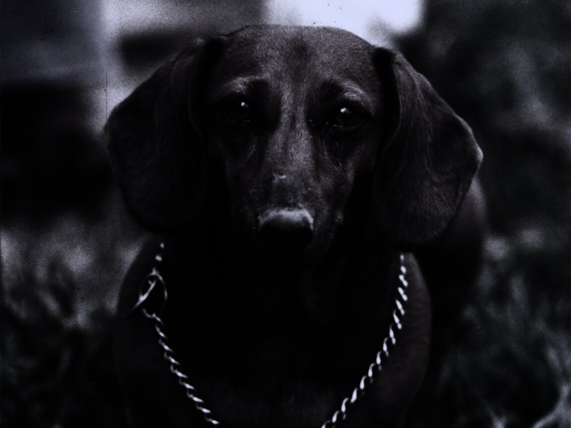 Рыжая такса обои