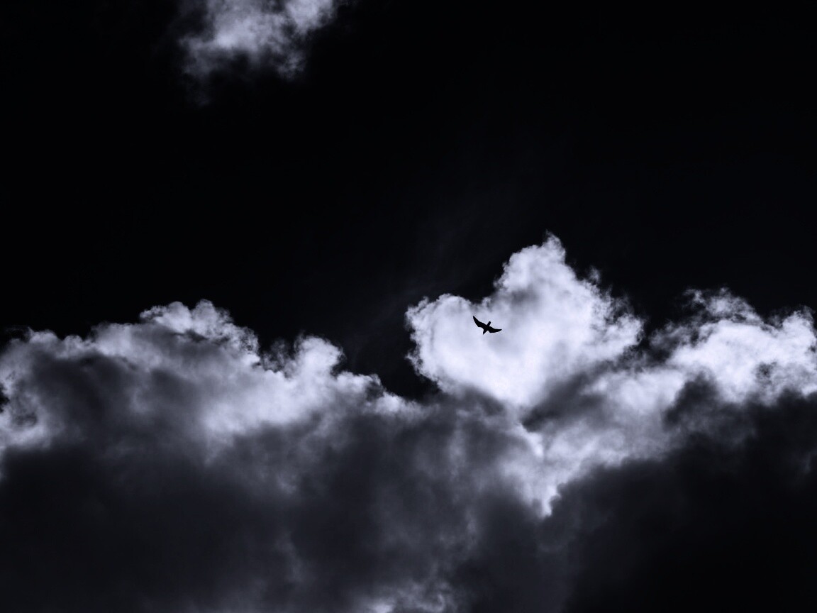 Птица в небе обои