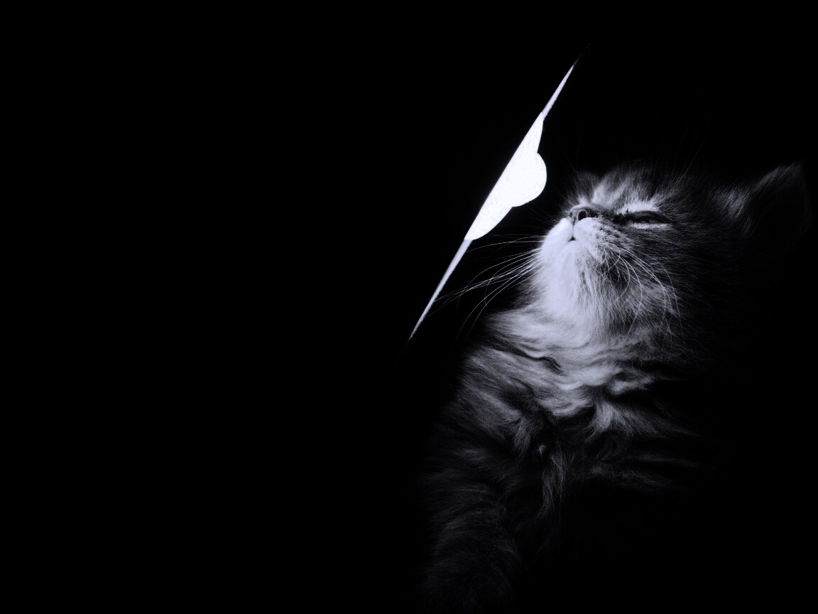 Котя на свету обои