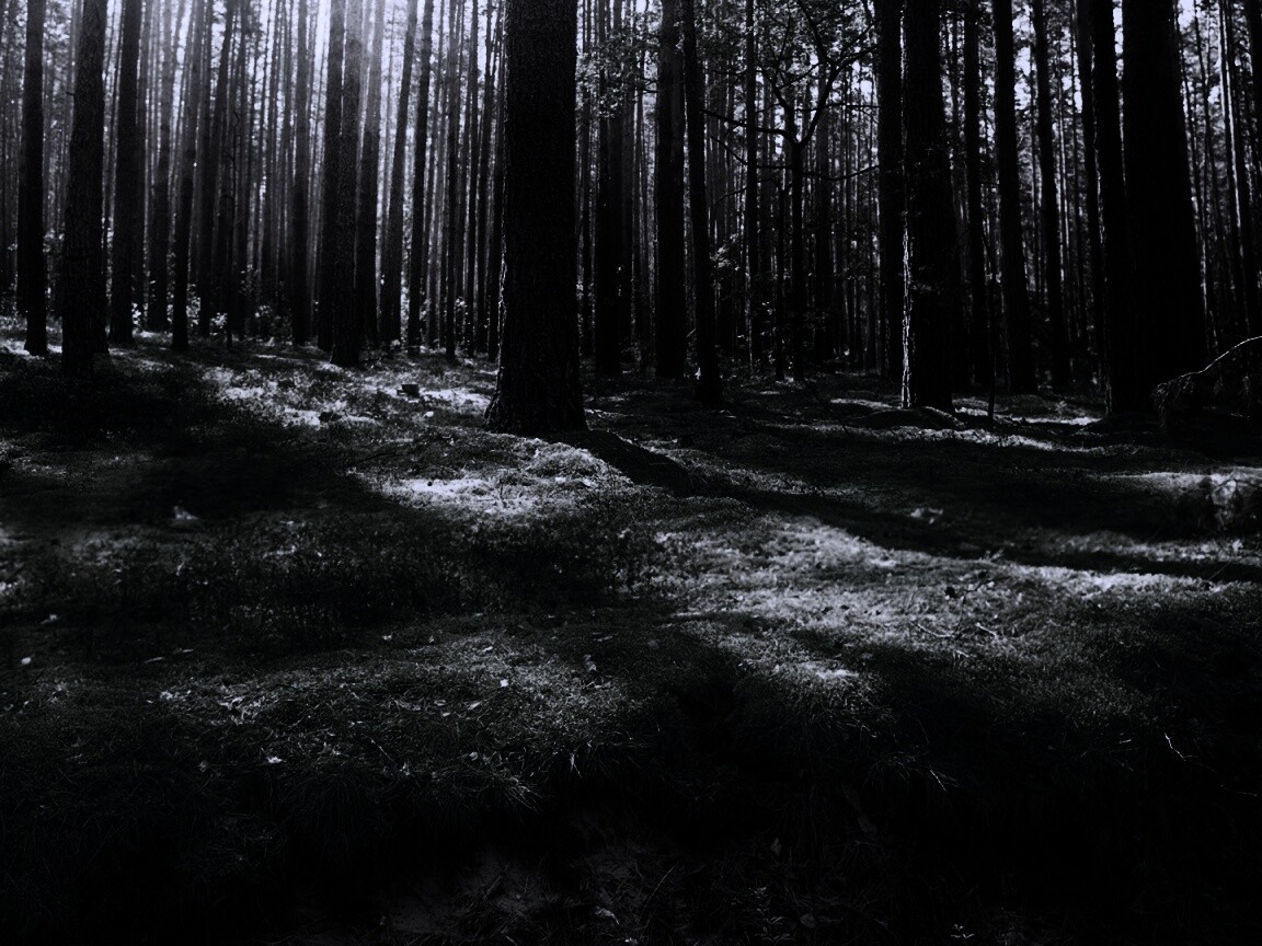 Солнечный лес обои