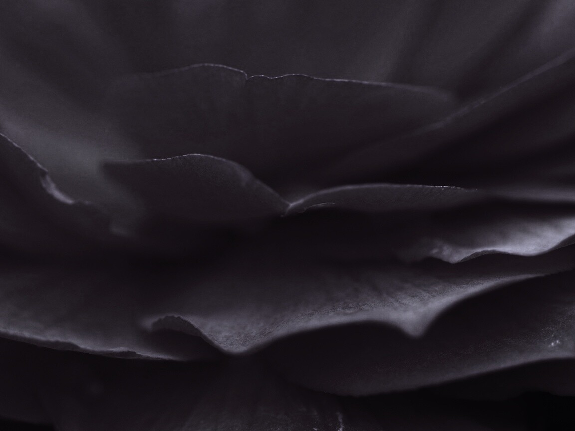 Лепестки красного цветка обои