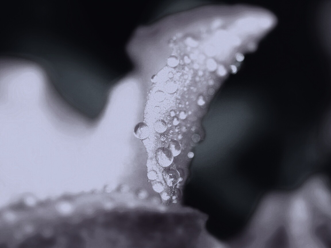 Капли росы на лепестке обои