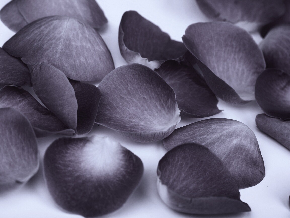 Лепестки розы обои