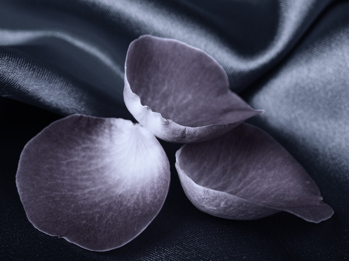 Лепестки розы на голубой ткани обои