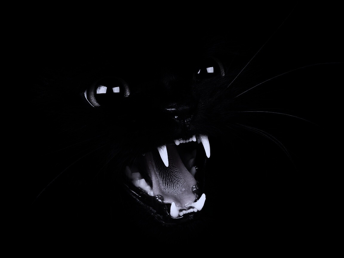 Злобный кошидзе обои