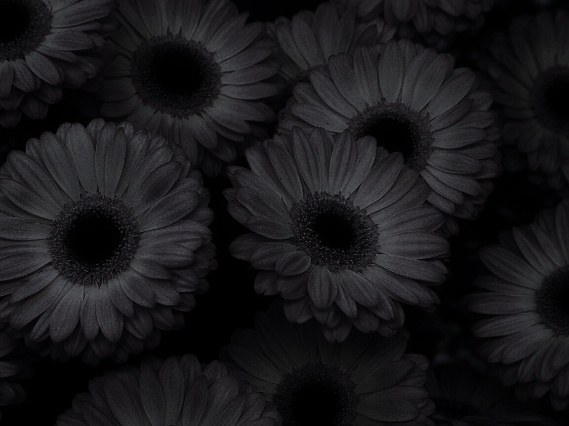 Желтые герберы обои