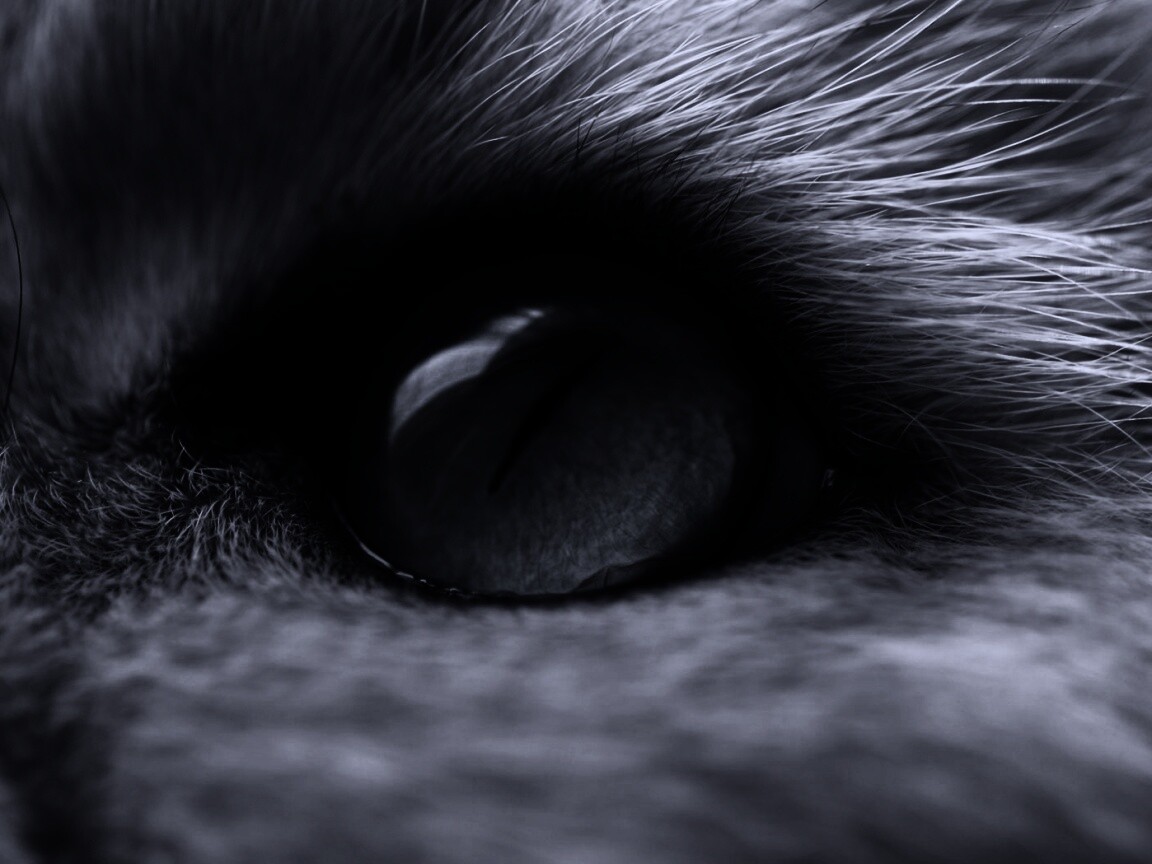 Кошачий глаз обои