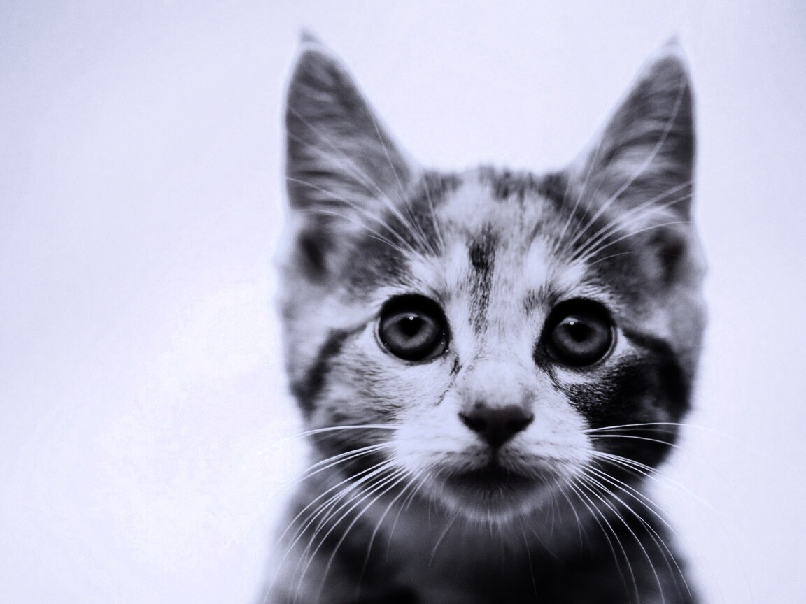Фото кота обои