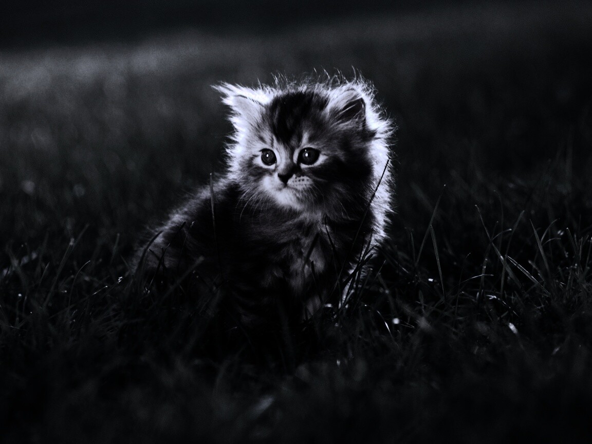 Пушистый котенок в траве обои