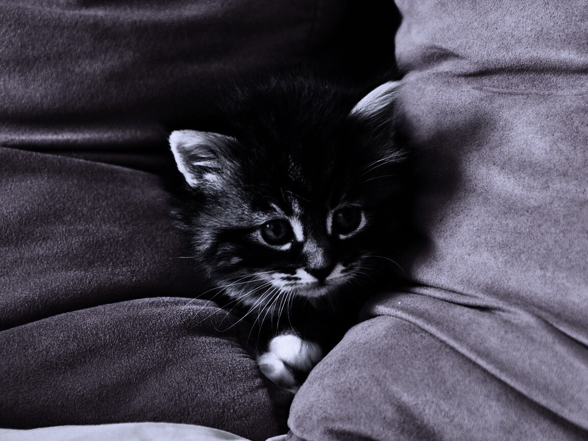 Котенок в подушках обои