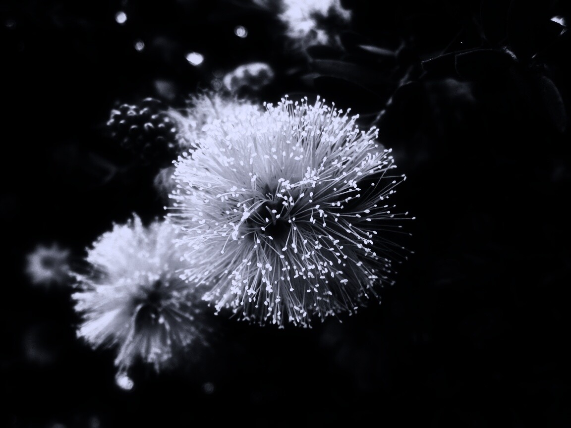 Сказочный цветок обои