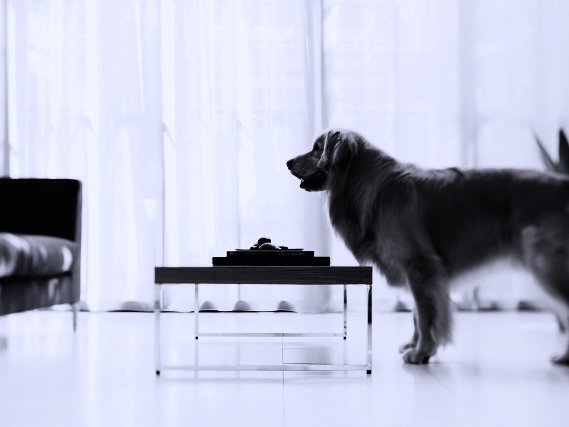 Лабрадор Ретривер обои