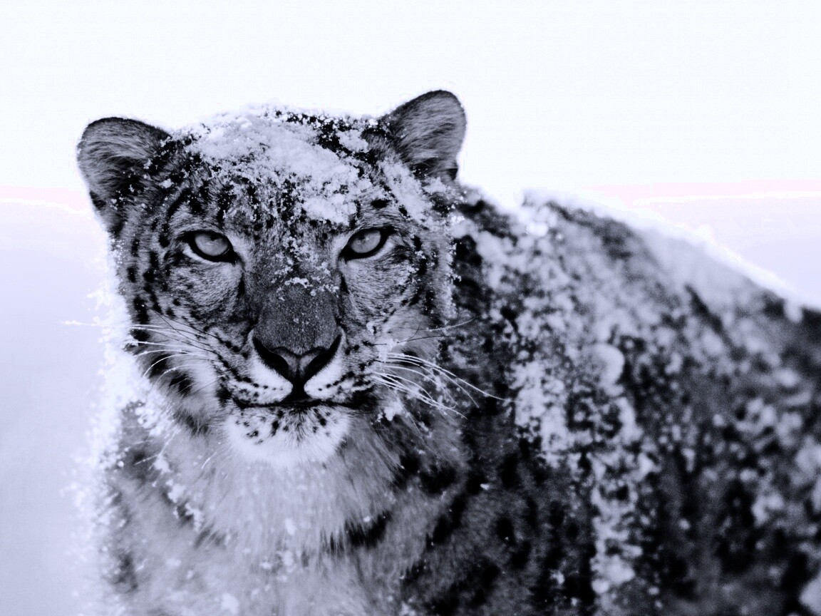 Снежный леопард обои