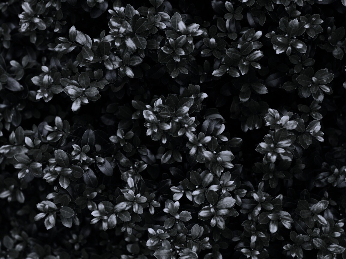 Густая листва обои