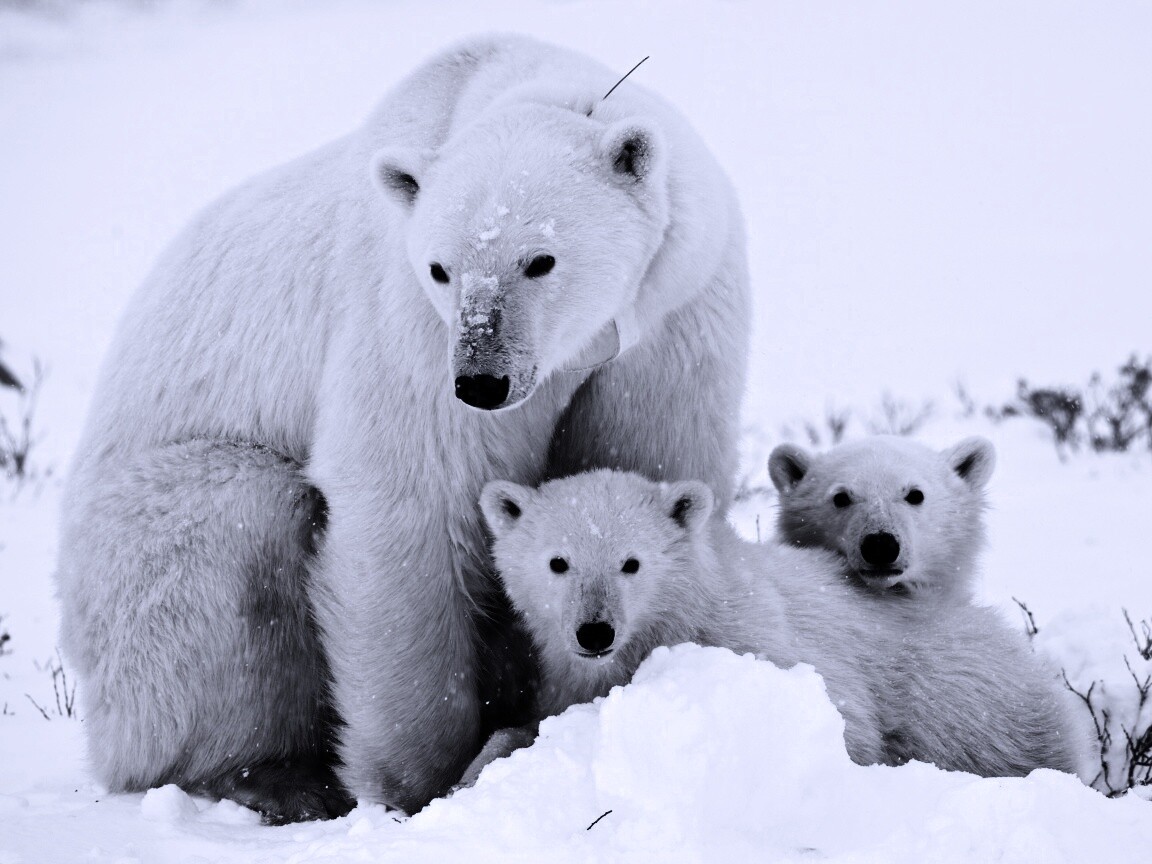 Белые медведи обои