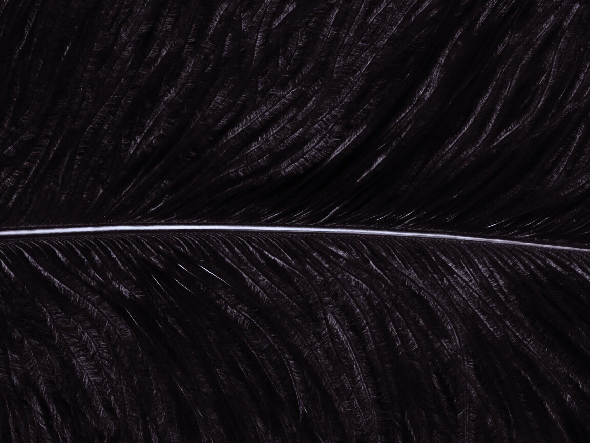 Перо попугая обои