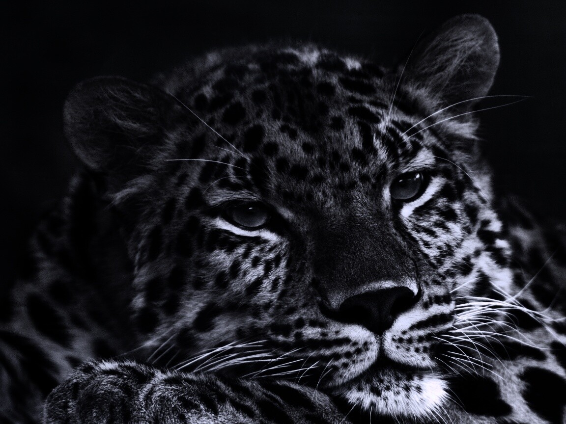 Злопасный ягуляр обои