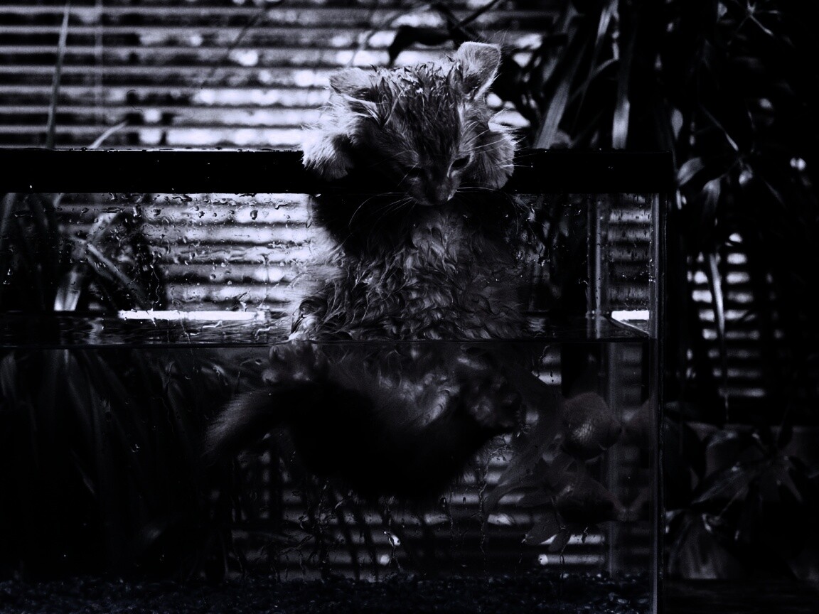 Мокрая киска обои