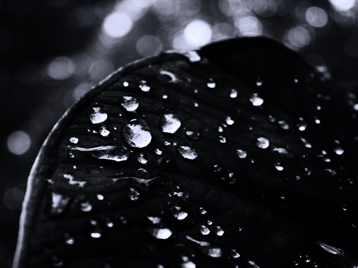 Роса на листке обои