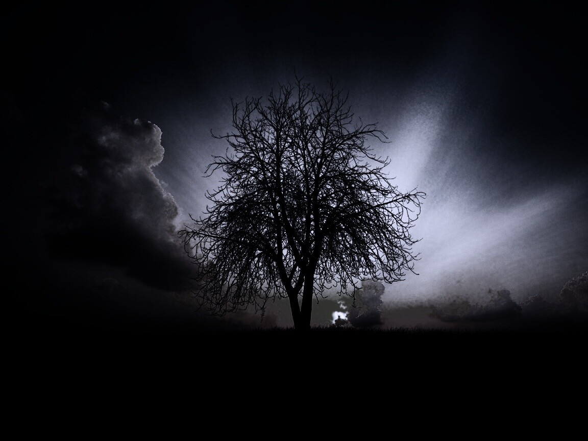 Дерево на закате обои