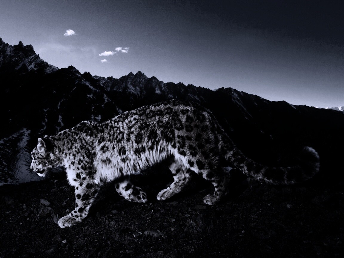 Леопард обои