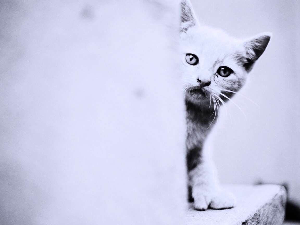 Котик из-за угла обои