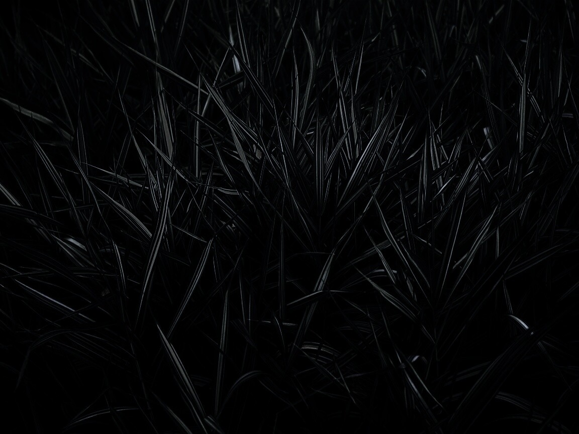 Дикая трава обои