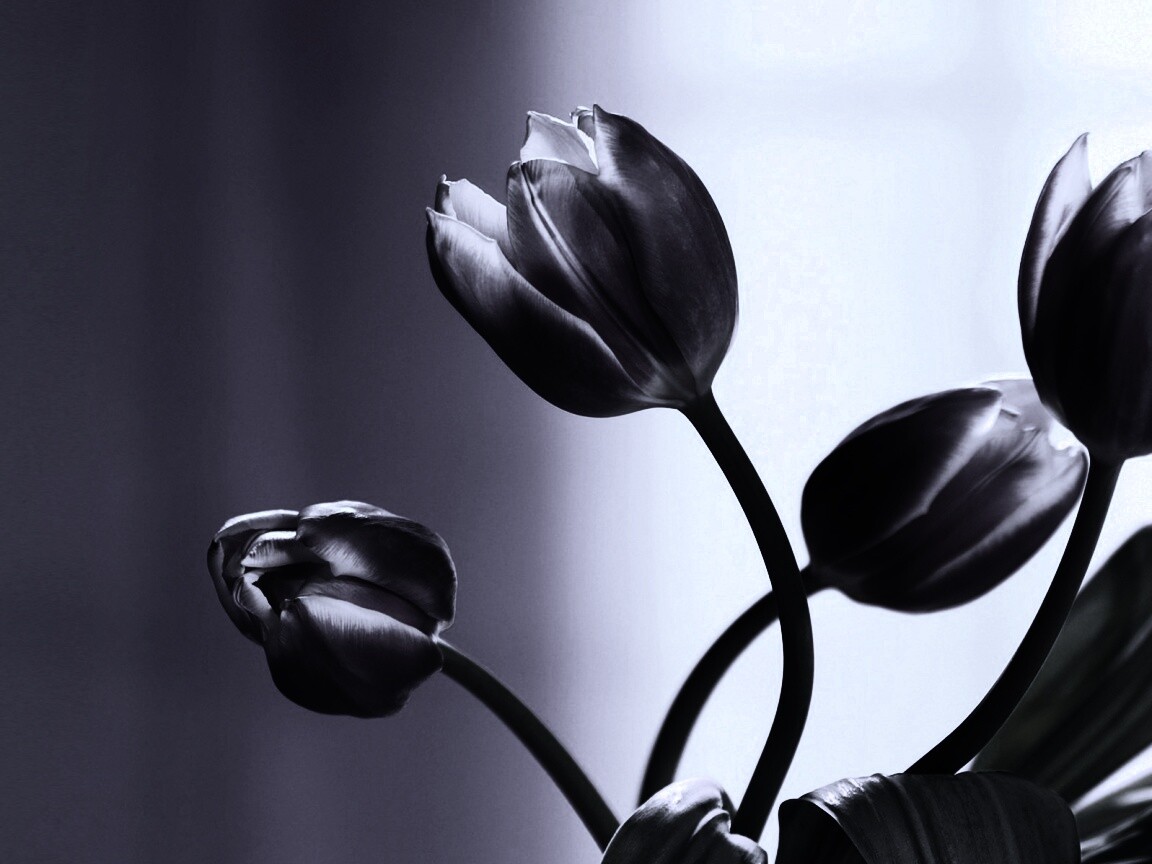 Сиреневые цветы обои