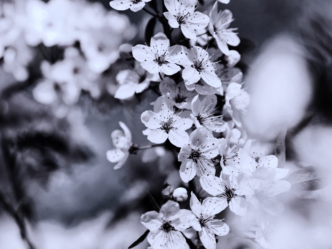 Цветение вишни обои