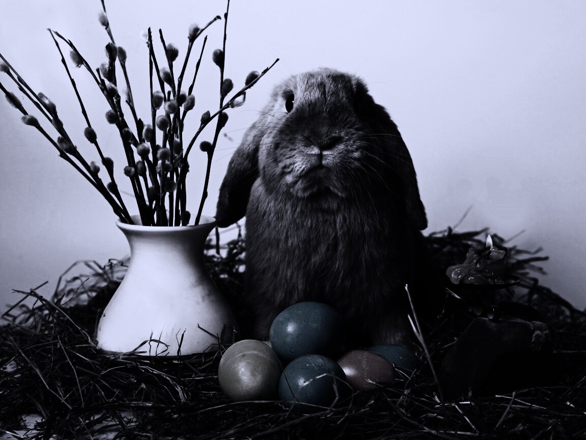 Пасхальный кролик обои