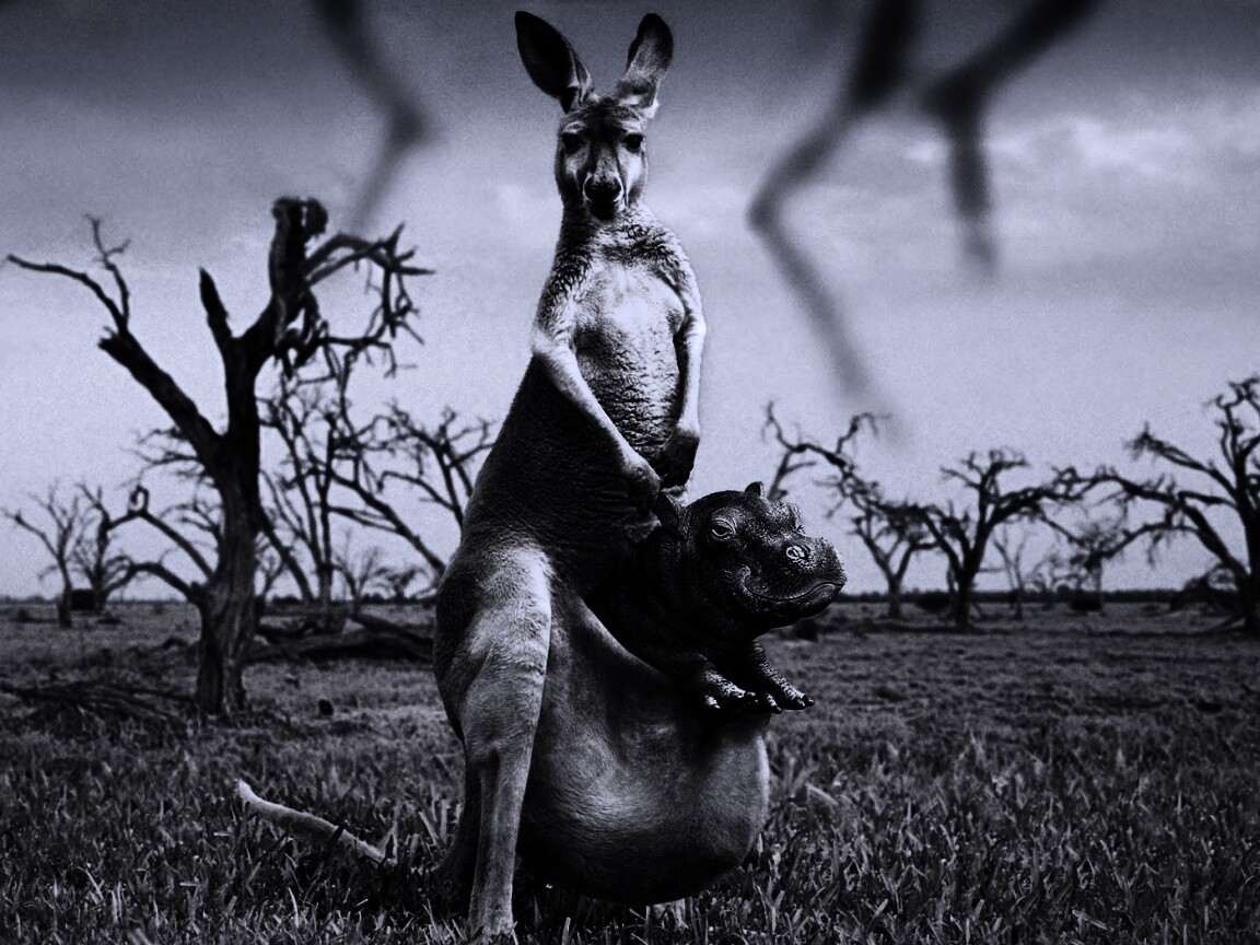 Кенгуру с бегемотом в сумке обои