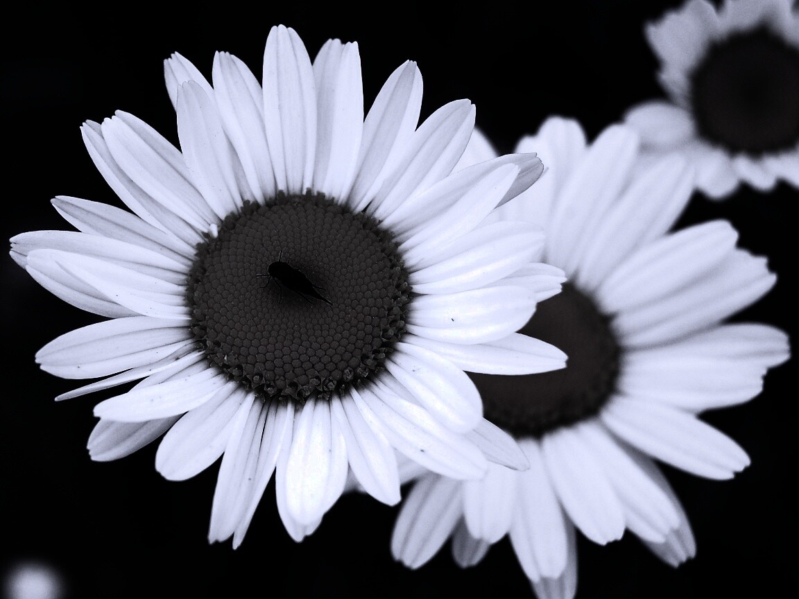 Ромашки обои