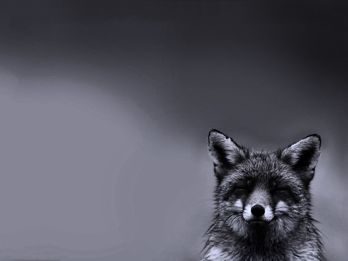 ^_^ Fox обои